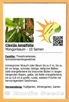 Clavija longifolia, Mongonbaum, Mongon, 10 Samen